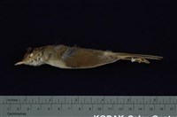 藏品(短翅樹鶯)的圖片